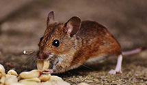24 Hour & Emergency Exterminators in Wentzville, MO